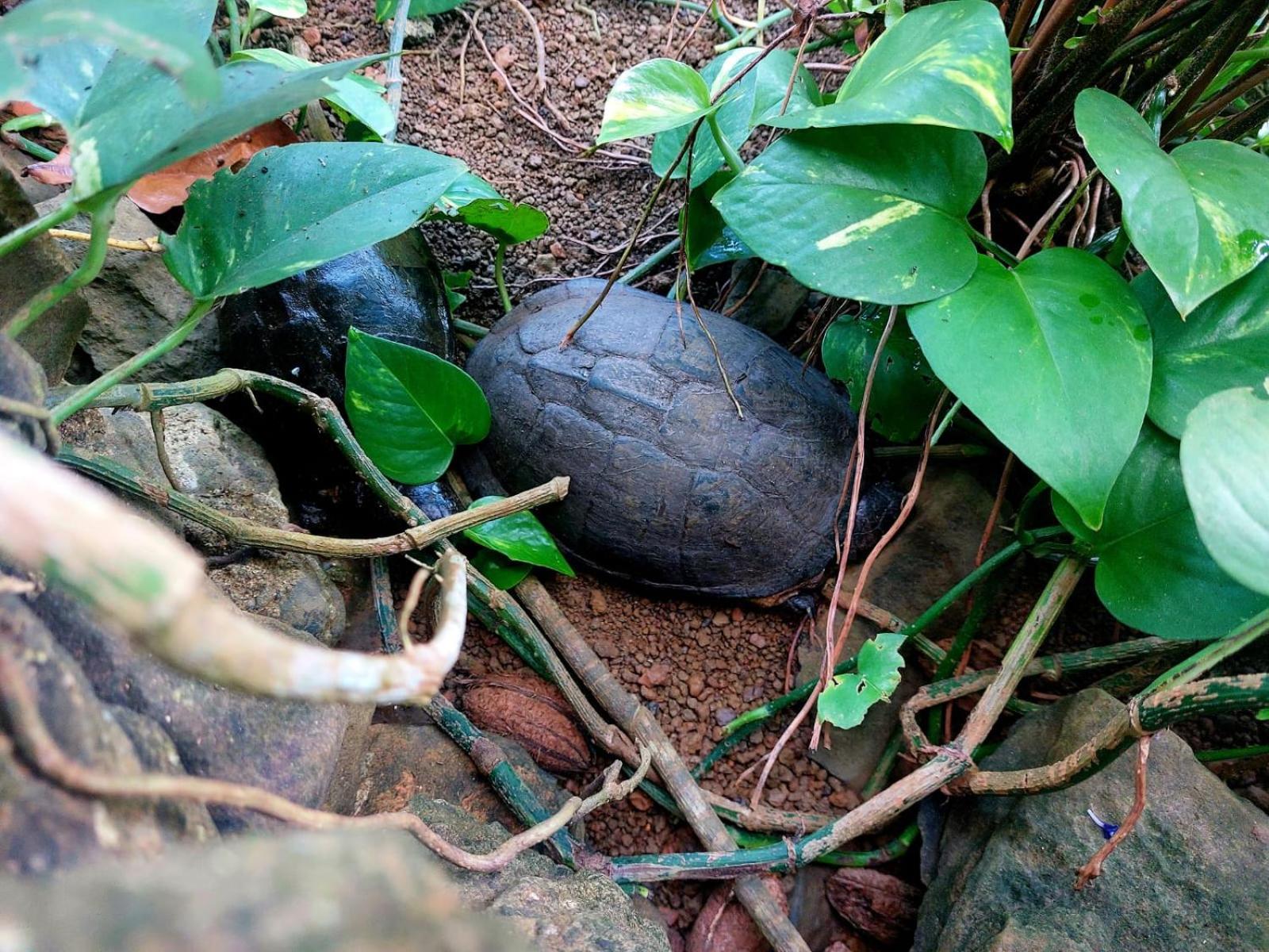 Gente D'Aqui Nge D'Ai Ee Villa Sao Tome Eksteriør bilde